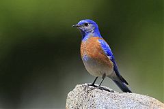 Western Bluebird